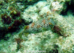 Cute little fellow! I think he's a Balloonfish? I saw him... by Ginger Thomas 